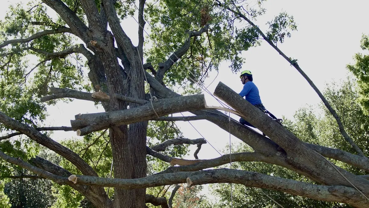 Professional Crown Thinning performed by certified arborists in Lompoc